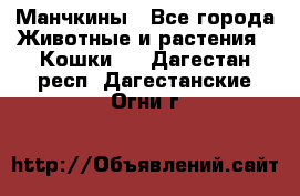 Манчкины - Все города Животные и растения » Кошки   . Дагестан респ.,Дагестанские Огни г.